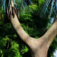 Photo de belgique - Le jardin botanique de Meise